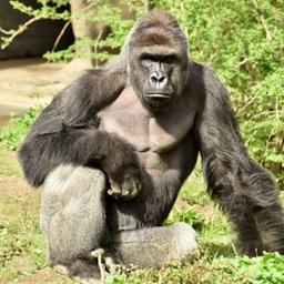 erstaunliche Gorillas aus aller Welt