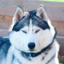 Chenil BRAND HUSKY BRAND HUSKY KENNEL chiots husky