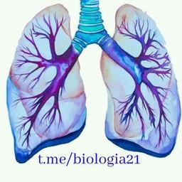 Biologia, anatomia umana