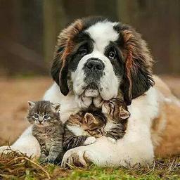 Katzen~Hunde~🐯🦁🐈🐁🐿🐾