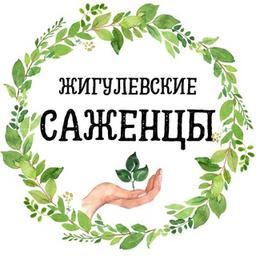 Питомник растений Жигулевские саженцы с. Александровка 🌱