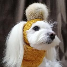 Vêtements pour chiens🧶