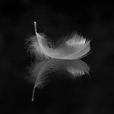 Feather