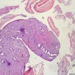 Histology