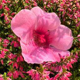 Ob im Garten oder im Gemüsegarten