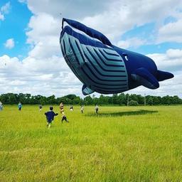 ¿Habrá una ballena?