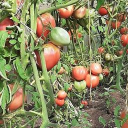 Potager productif à faire soi-même