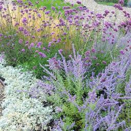 Fattoria di lavanda da vivaio