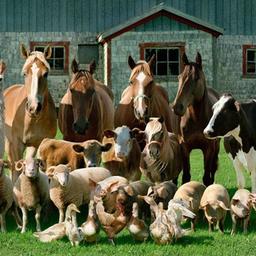 Bolsa de Animais da Região de Moscou