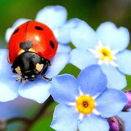 Floriculture 🌸🦋