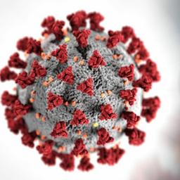 StopCoronavirus. День Первый