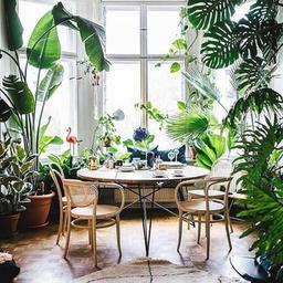 Jungle à la maison