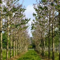 Paulownia in Uzbekistan