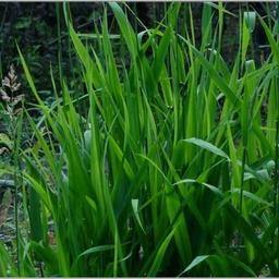 HERBES DE GUÉRISON🌿🌱🍃