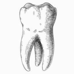 ODONTOTECNICI 🦷