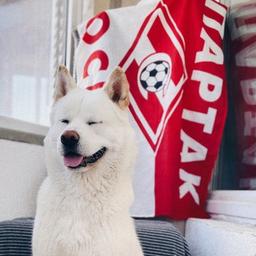 dogs_spartak