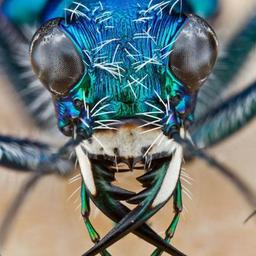 El mundo único de los insectos.