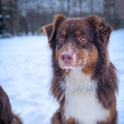 Собака может больше 🐕