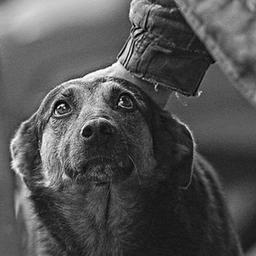 Tutto è nelle tue mani: aiuta gli animali del rifugio Laska🐶🐈