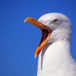 Mouette bleue