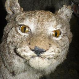 Skeptical Lynx