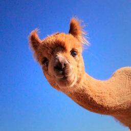 Cosa potrebbe esserci di meglio degli alpaca?