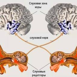 СлуховойАнализатор