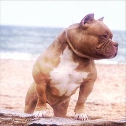 Cuccia per cani American Bully Sonraise Sunny Dog