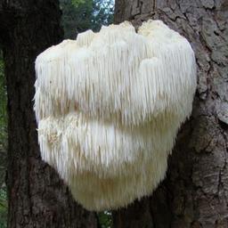 Culture de champignons. Peigne à mûres (Ezhovik). Crinière de lion.