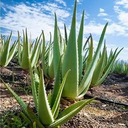 ♻️SÉ SALUDABLE CON LR ♻️