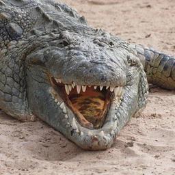 Crocodile 69