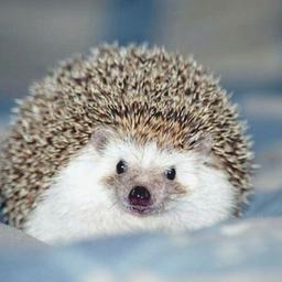 Hedgehogs | Beautiful Hedgehogs