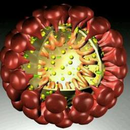 Coronavirus in the North. Chronicles of Salvation