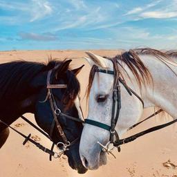 Le monde du cheval🐴❤️