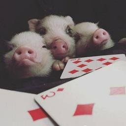 Piggy 🐽 Piggy Minipigs