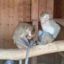 Sergey Pisarev. Barnaul Zoo