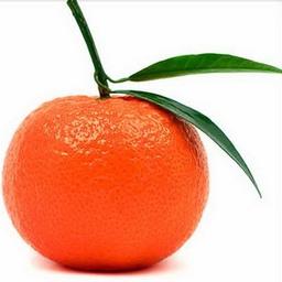 mandarina permanente