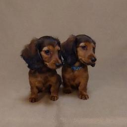 Anúncios de filhotes de Dachshund