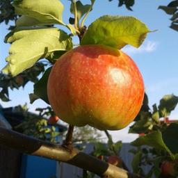 Vie, santé et écologie