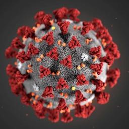 CoronaVirus | Noviny