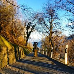 Alpen, Seen und Katzen