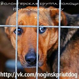 Community of volunteers of the Noginsk shelter 🐕