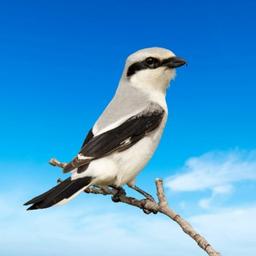 Shrike News