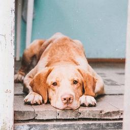 Animais Ucrânia-Polônia