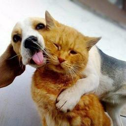 CAT and DOG