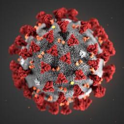 Bleiben Sie auf dem Laufenden | Coronavirus🧬