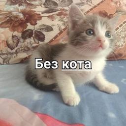 Без кота