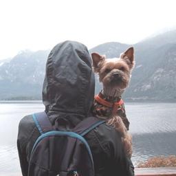 Woof Travel Vanlife / Yocubik in viaggio in camper con un cane