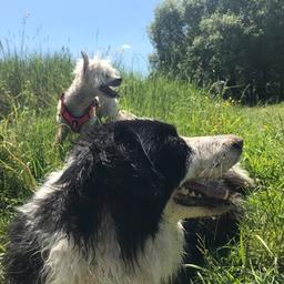 Chat « La vie avec un chien »