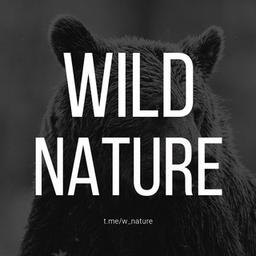 Wild Nature